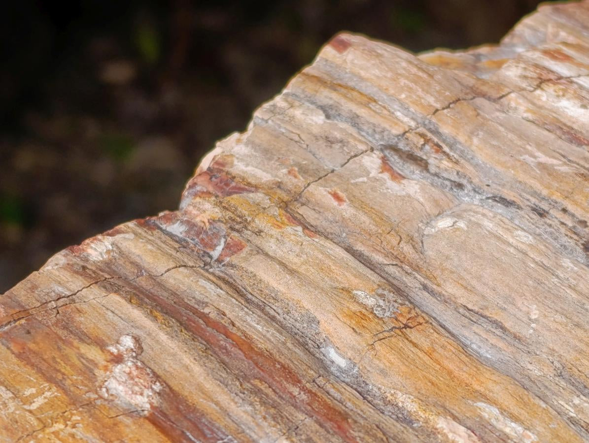 Polished XL Red Podocarpus Petrified Wood Bowl x 1 From Mahajanga, Madagascar
