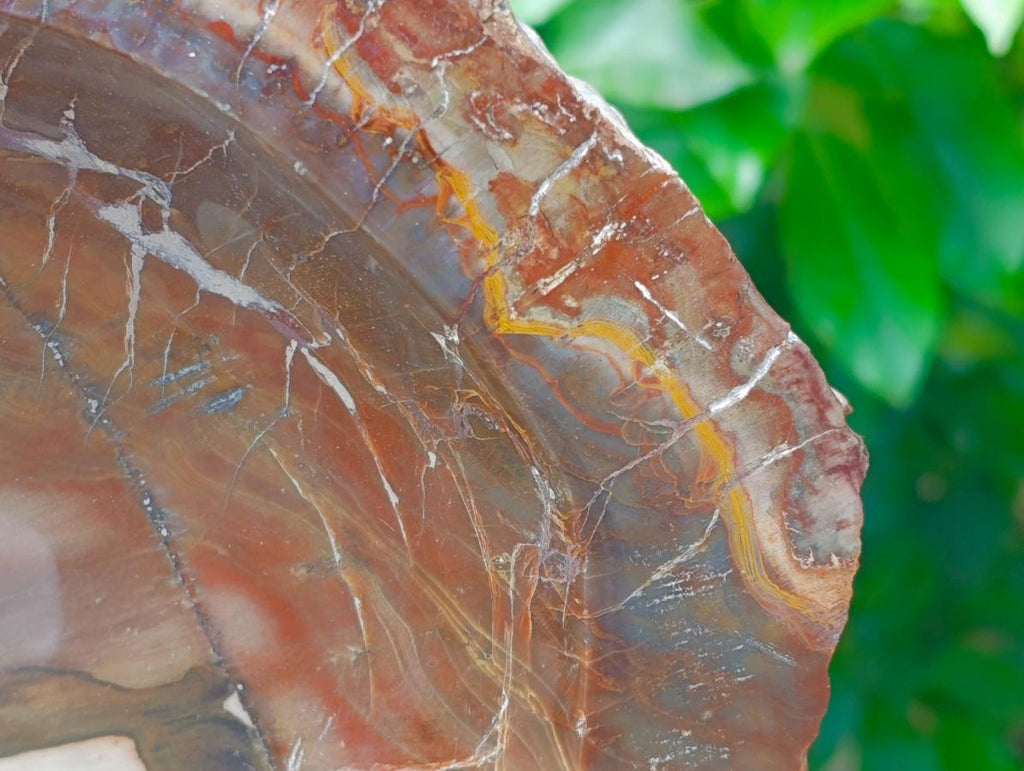 Polished XL Red Podocarpus Petrified Wood Bowl x 1 From Mahajanga, Madagascar