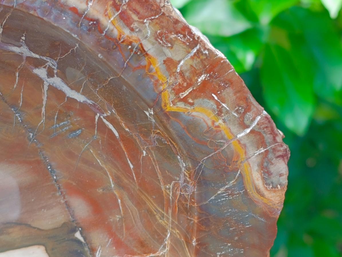 Polished XL Red Podocarpus Petrified Wood Bowl x 1 From Mahajanga, Madagascar