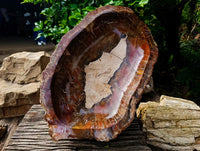 Polished XL Red Podocarpus Petrified Wood Bowl x 1 From Mahajanga, Madagascar
