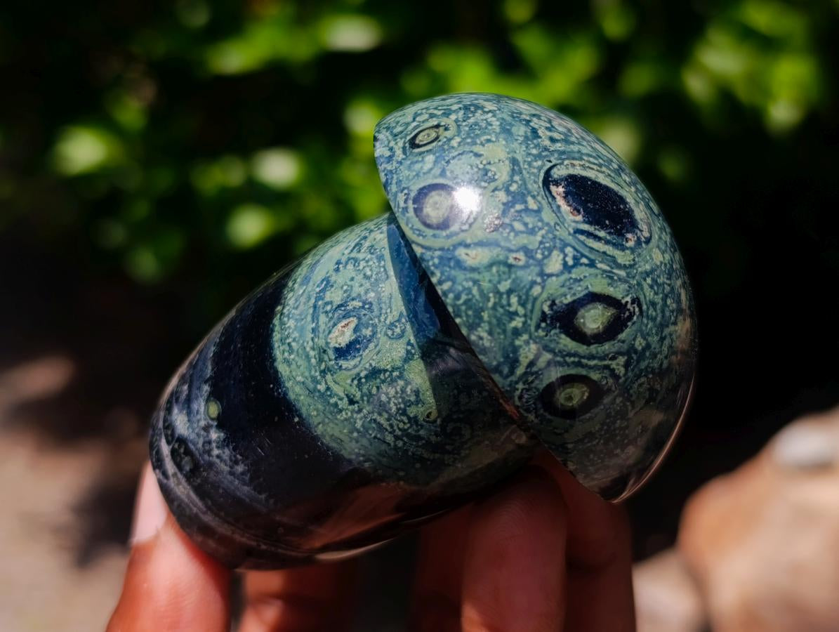 Polished Stromatolite Mushrooms x 5 From Katsepy, Madagascar