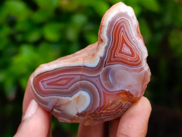 Polished Red Shashe River Agate Nodules x 35 From Shashe River, Zimbabwe