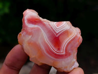 Polished Red Shashe River Agate Nodules x 35 From Shashe River, Zimbabwe