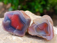 Polished Red Shashe River Agate Nodules x 35 From Shashe River, Zimbabwe