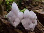 Natural Lilac Amethyst Spirit Quartz Clusters x 6 From Boekenhouthoek, South Africa