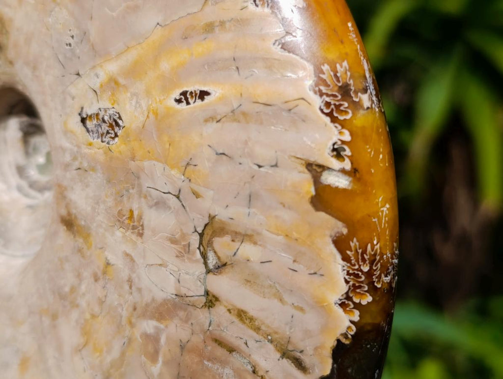 Polished XL Whole Cleoniceras Ammonite Fossil x 1 From Tulear, Madagascar