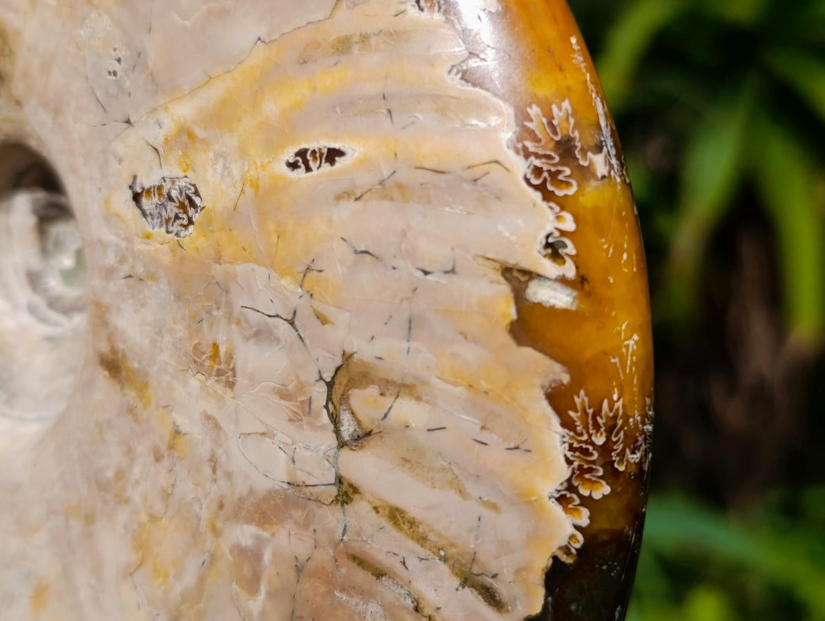 Polished XL Whole Cleoniceras Ammonite Fossil x 1 From Tulear, Madagascar