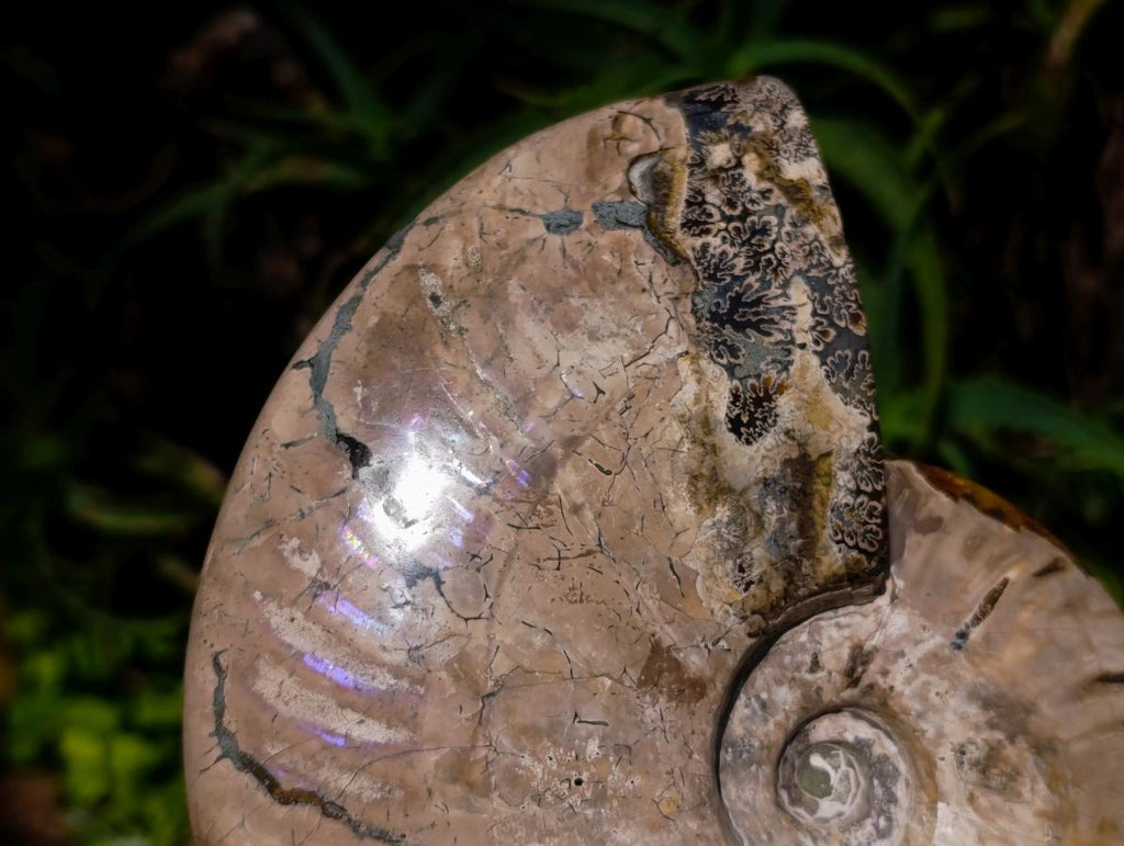 Polished XL Whole Cleoniceras Ammonite Fossil x 1 From Tulear, Madagascar