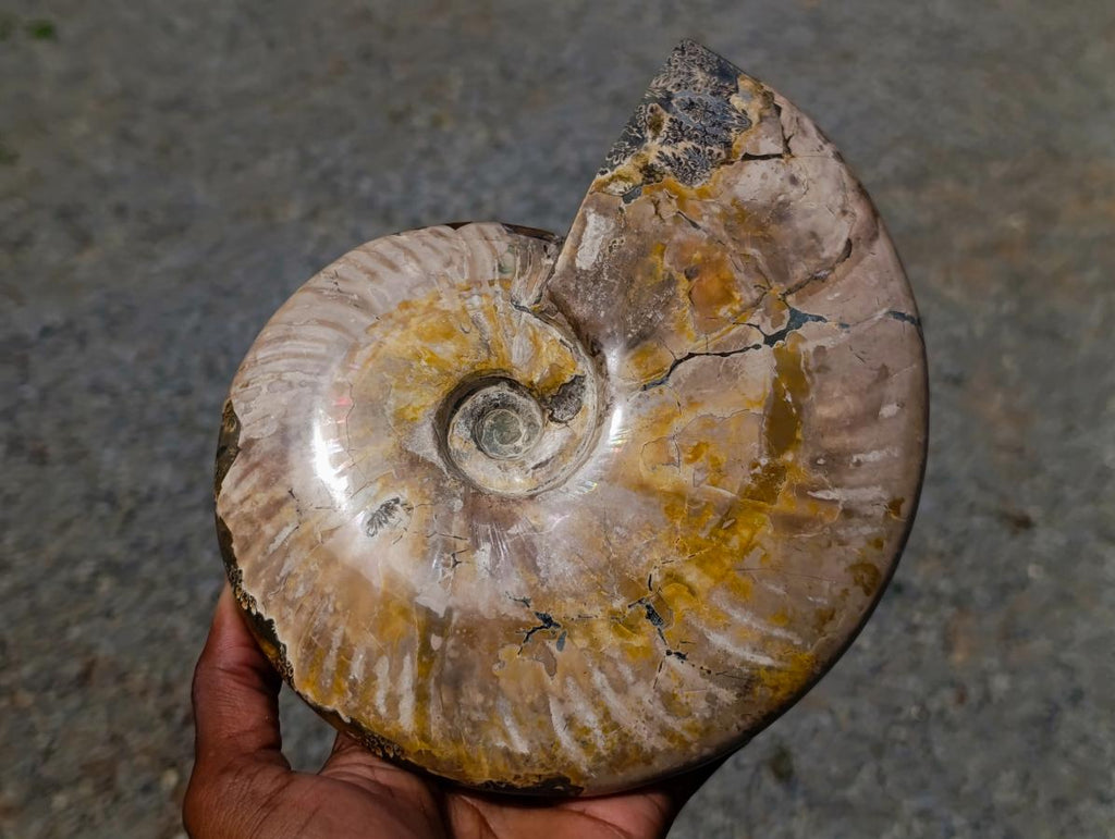 Polished XL Whole Cleoniceras Ammonite Fossil x 1 From Tulear, Madagascar
