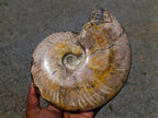 Polished XL Whole Cleoniceras Ammonite Fossil x 1 From Tulear, Madagascar