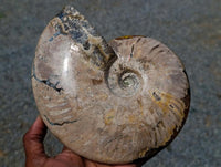 Polished XL Whole Cleoniceras Ammonite Fossil x 1 From Tulear, Madagascar