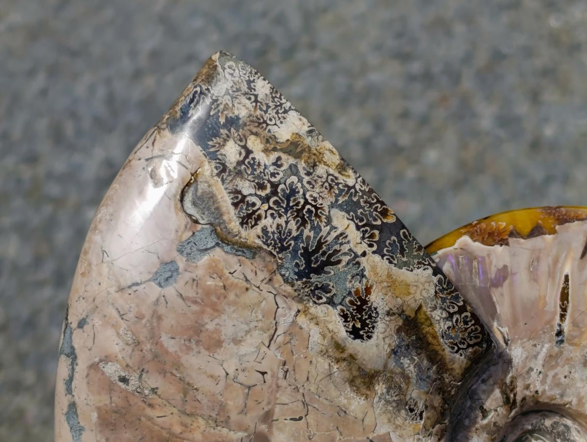 Polished XL Whole Cleoniceras Ammonite Fossil x 1 From Tulear, Madagascar