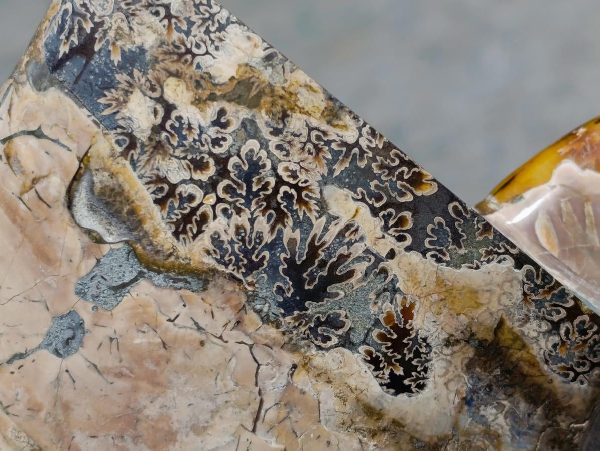 Polished XL Whole Cleoniceras Ammonite Fossil x 1 From Tulear, Madagascar