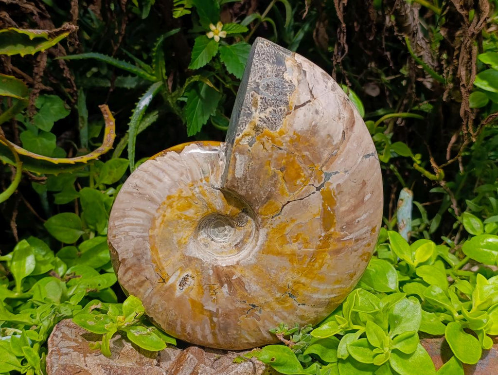Polished XL Whole Cleoniceras Ammonite Fossil x 1 From Tulear, Madagascar