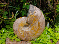 Polished XL Whole Cleoniceras Ammonite Fossil x 1 From Tulear, Madagascar
