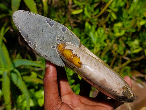 Polished XL Whole Cleoniceras Ammonite Fossil x 1 From Tulear, Madagascar - Toprock Gemstones and Minerals 
