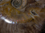 Polished XL Whole Cleoniceras Ammonite Fossil x 1 From Tulear, Madagascar