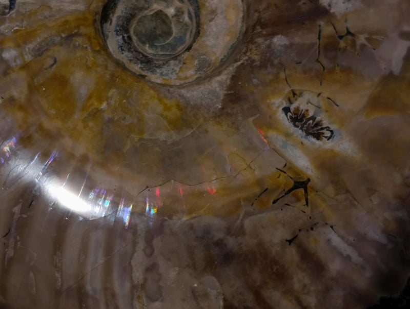 Polished XL Whole Cleoniceras Ammonite Fossil x 1 From Tulear, Madagascar - Toprock Gemstones and Minerals 