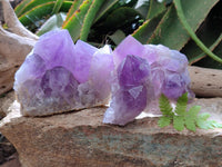 Natural Jacaranda Amethyst Crystal Clusters x 2 From Mumbwa, Zambia