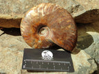Polished Cleoniceras Red Ammolite Opalized Ammonite Fossils x 2 From Tulear, Madagascar