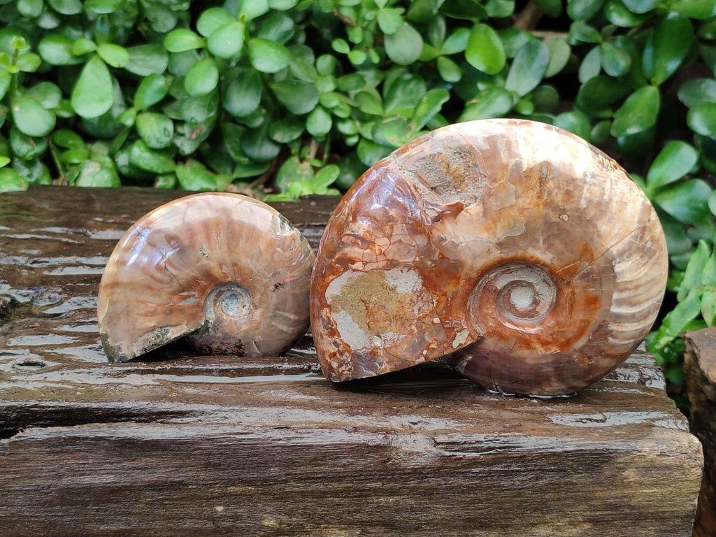Polished Cleoniceras Red Ammolite Opalized Ammonite Fossils x 2 From Tulear, Madagascar