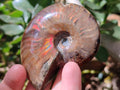 Polished Cleoniceras Red Ammolite Opalized Ammonite Fossils x 2 From Tulear, Madagascar