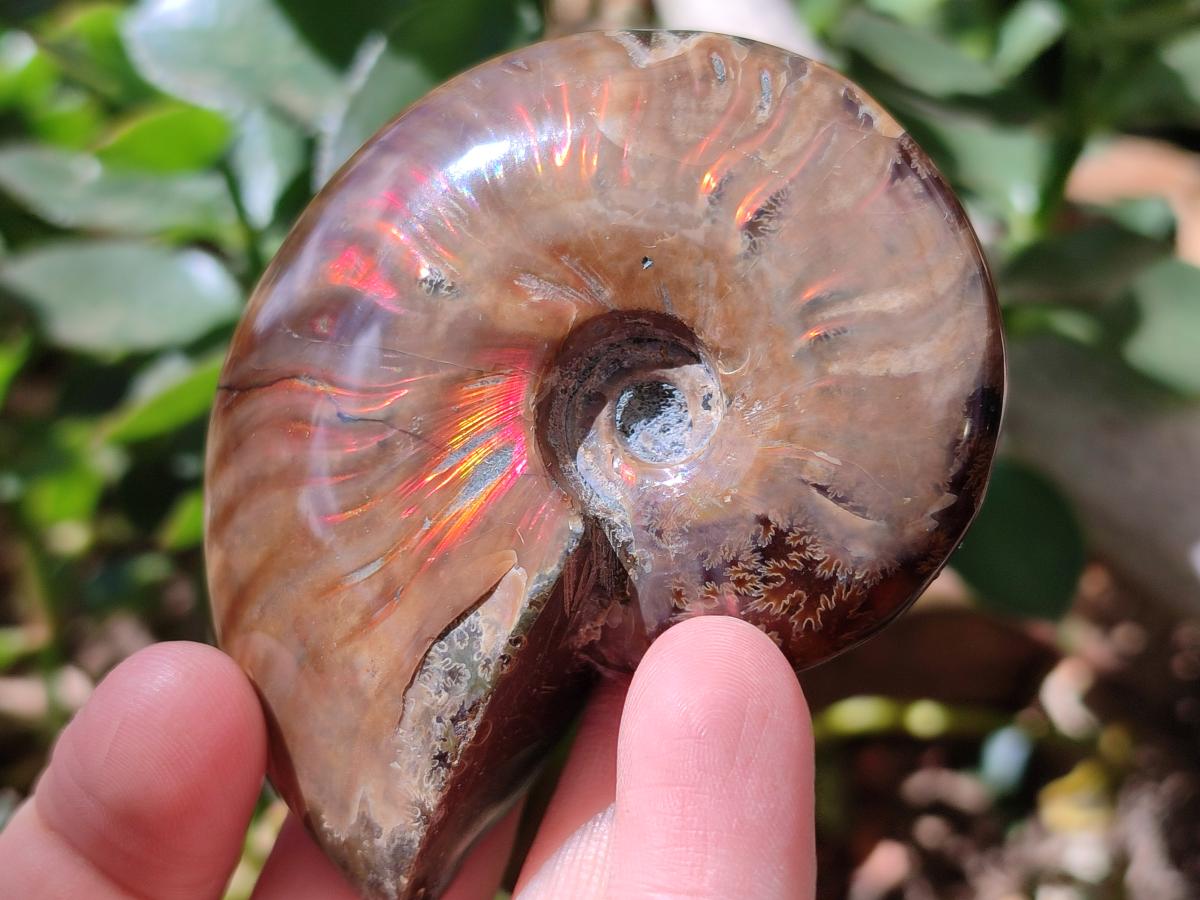 Polished Cleoniceras Red Ammolite Opalized Ammonite Fossils x 2 From Tulear, Madagascar