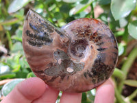 Polished Cleoniceras Red Ammolite Opalized Ammonite Fossils x 2 From Tulear, Madagascar