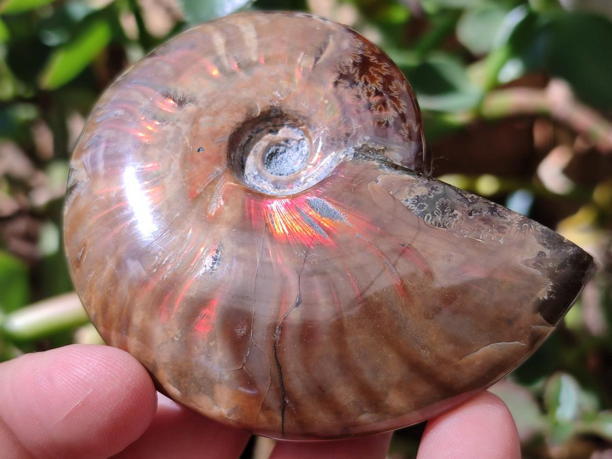 Polished Cleoniceras Red Ammolite Opalized Ammonite Fossils x 2 From Tulear, Madagascar