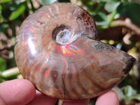 Polished Cleoniceras Red Ammolite Opalized Ammonite Fossils x 2 From Tulear, Madagascar