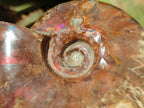 Polished Cleoniceras Red Ammolite Opalized Ammonite Fossils x 2 From Tulear, Madagascar