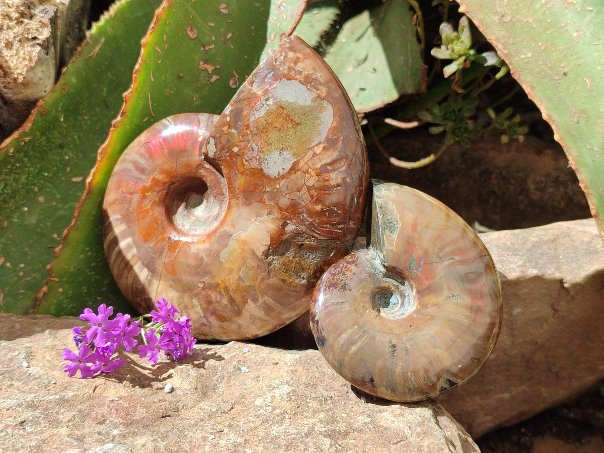 Polished Cleoniceras Red Ammolite Opalized Ammonite Fossils x 2 From Tulear, Madagascar