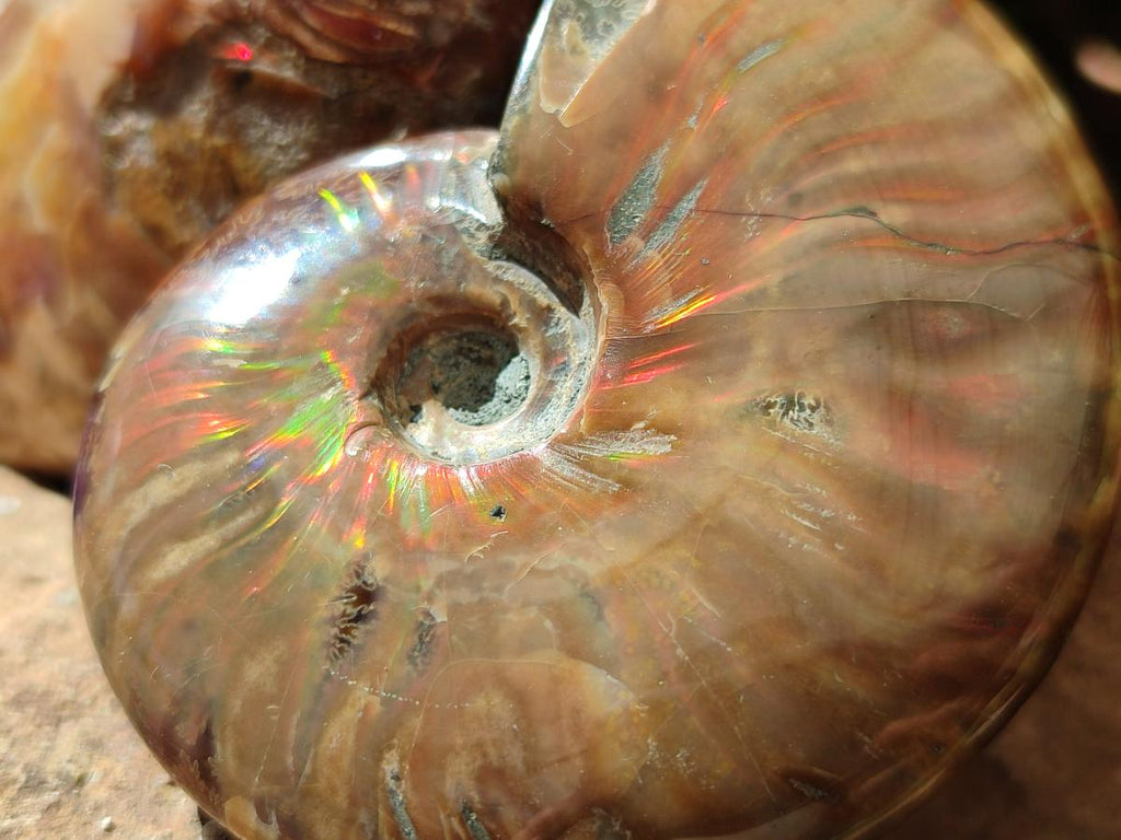 Polished Cleoniceras Red Ammolite Opalized Ammonite Fossils x 2 From Tulear, Madagascar