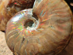 Polished Cleoniceras Red Ammolite Opalized Ammonite Fossils x 2 From Tulear, Madagascar