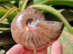 Polished Cleoniceras Red Ammolite Opalized Ammonite Fossils x 2 From Tulear, Madagascar