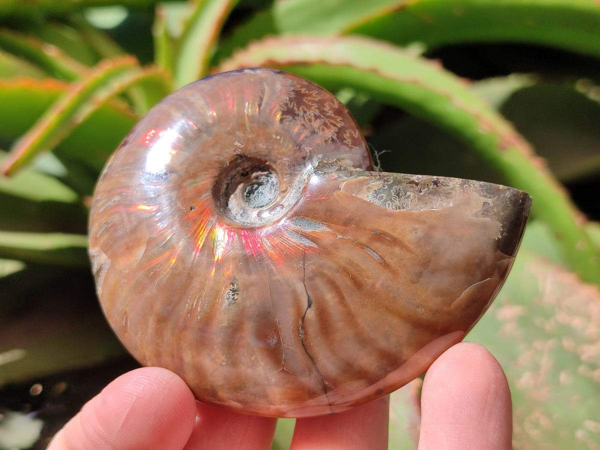 Polished Cleoniceras Red Ammolite Opalized Ammonite Fossils x 2 From Tulear, Madagascar