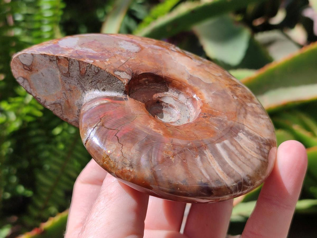 Polished Cleoniceras Red Ammolite Opalized Ammonite Fossils x 2 From Tulear, Madagascar