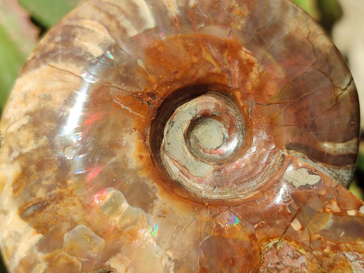 Polished Cleoniceras Red Ammolite Opalized Ammonite Fossils x 2 From Tulear, Madagascar