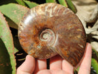 Polished Cleoniceras Red Ammolite Opalized Ammonite Fossils x 2 From Tulear, Madagascar