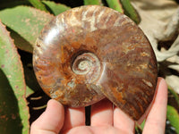 Polished Cleoniceras Red Ammolite Opalized Ammonite Fossils x 2 From Tulear, Madagascar