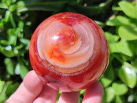 Polished Carnelian Agate Gemstone Spheres x 4 From Madagascar