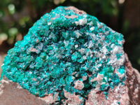 Natural Dioptase on Dolomite Specimen x 1 From Likasi, Congo
