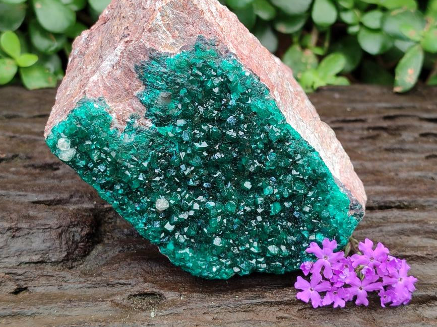 Natural Dioptase on Dolomite Specimen x 1 From Likasi, Congo