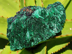 Natural Silky Malachite Specimens x 4 From Kasompe, Congo