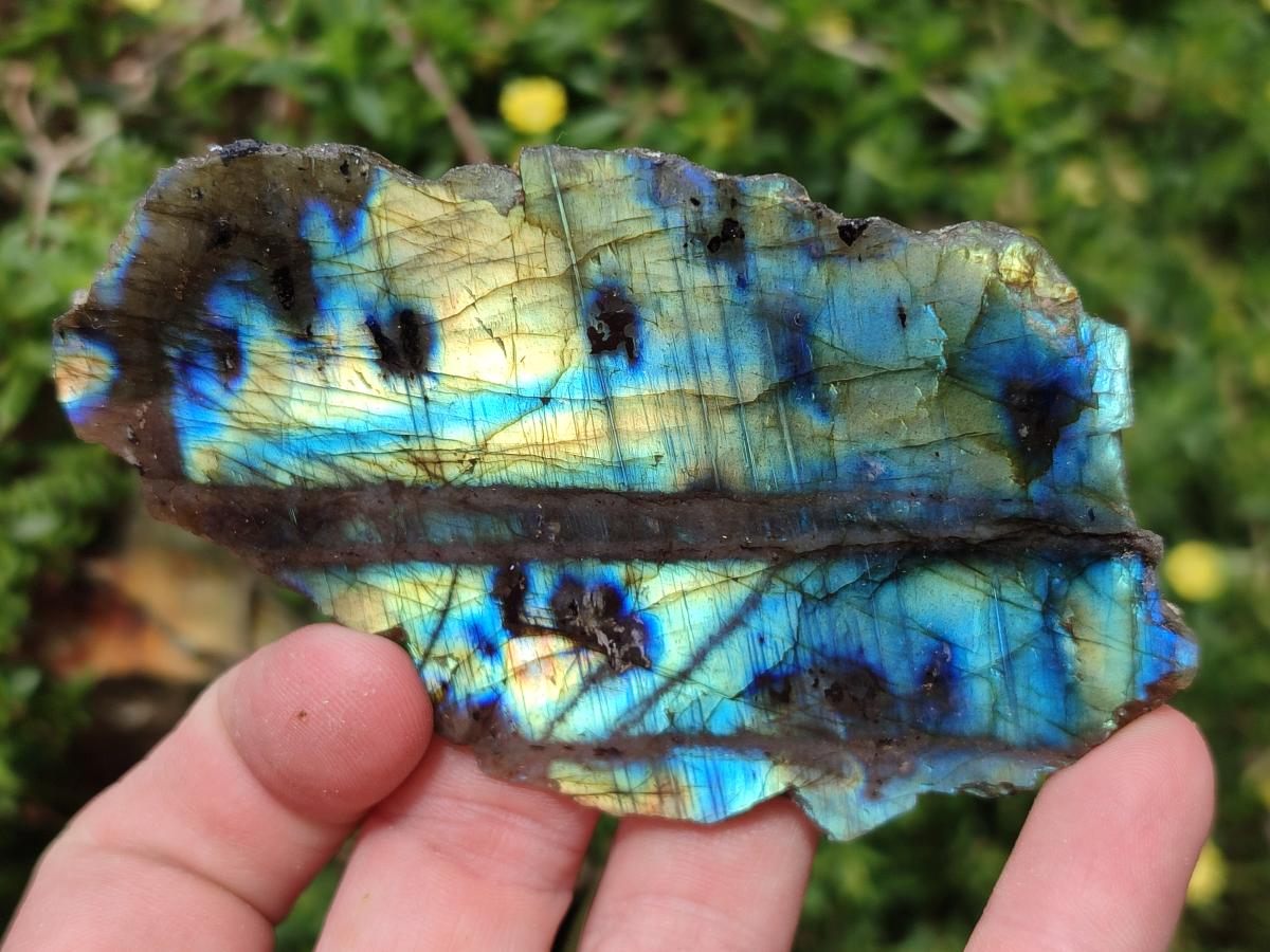 Polished on One Side Labradorite Slices x 24 From Madagascar