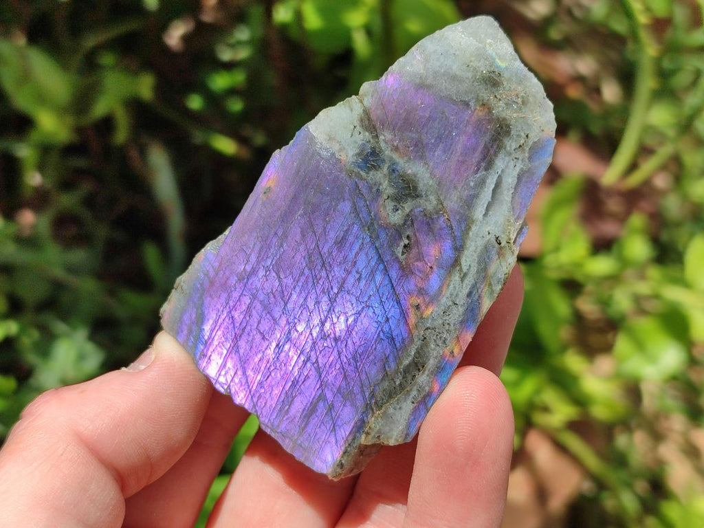 Polished on One Side Labradorite Slices x 24 From Madagascar