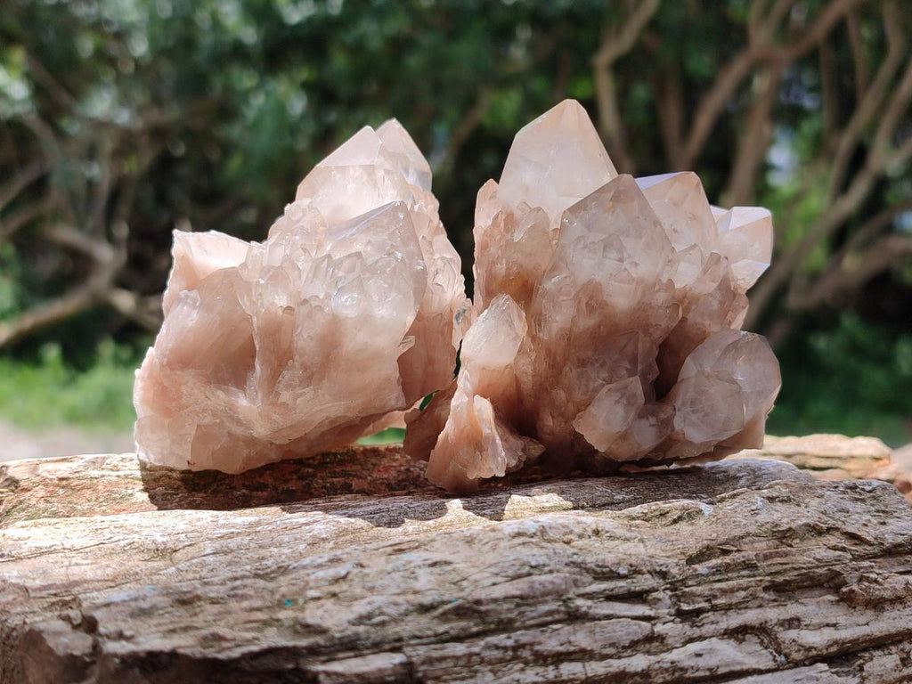 Natural Smokey Phantom Quartz Clusters x 6 From Luena, Congo