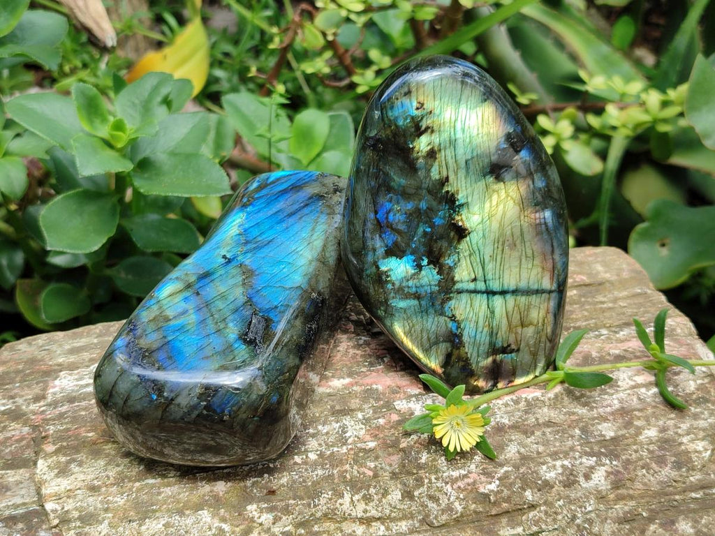 Polished Labradorite Standing Free Forms x 2 From Madagascar - Toprock Gemstones and Minerals 