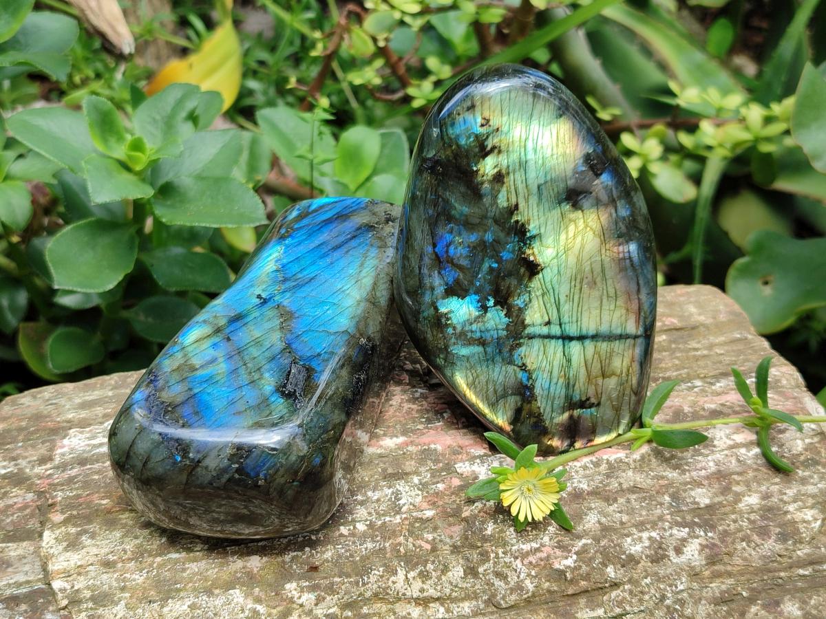 Polished Labradorite Standing Free Forms x 2 From Madagascar - Toprock Gemstones and Minerals 
