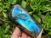 Polished Labradorite Standing Free Forms x 2 From Madagascar